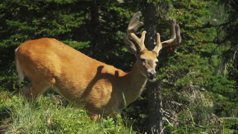 Male-whitetail-deer-grazing-along-steep-mountainside-at-Highline-Trail,-Glacier-NP