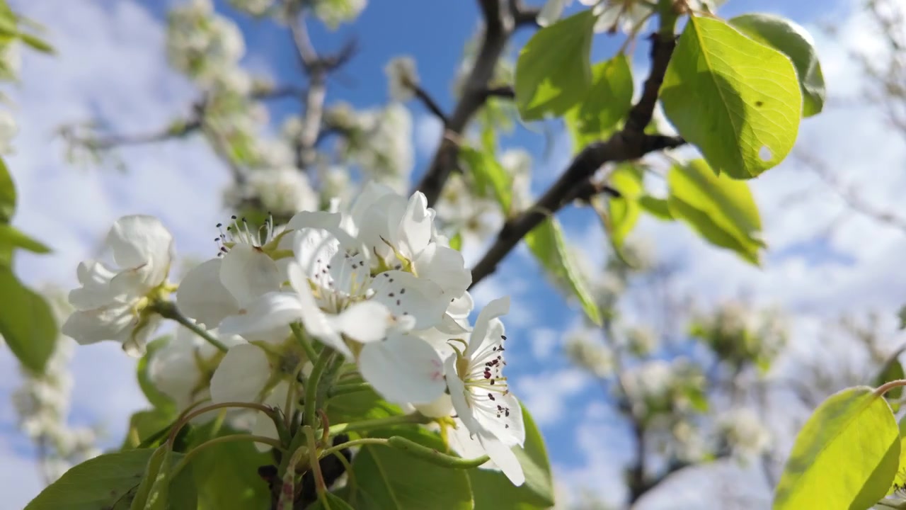 White blossoms blooming on tree branches under bright sunlight during spring