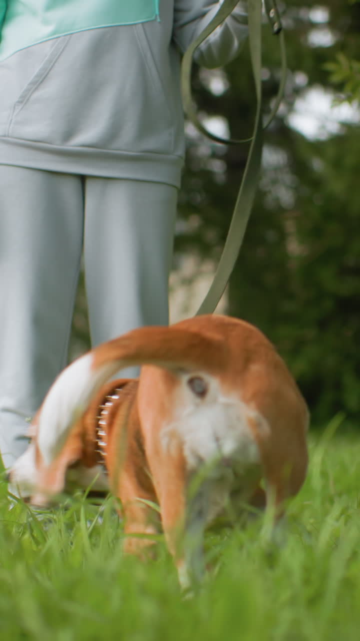 Passeggiata mattutina con il cane, cagnolino che esplora pacificamente i vivaci dintorni di un giardino suburbano, un padrone gentile tiene il guinzaglio mentre l'affettuoso cane si gode la passeggiata mattutina all'aperto in un cortile verde