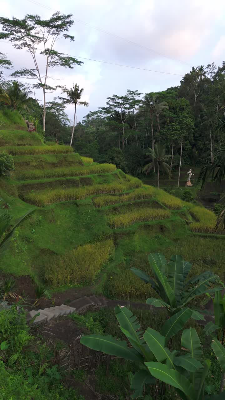 Vertical, aerial: Tegalalang rice terrace during the day in Bali, Indonesia, push in drone shot