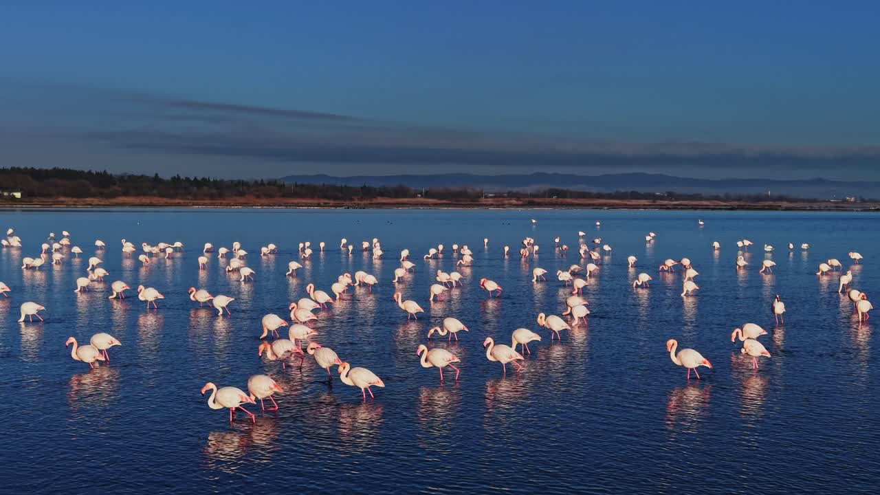 Flamingos standing in water at a wetland during early morning