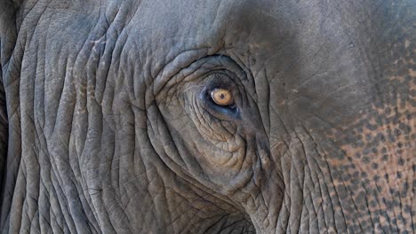close-up of an elephant's eye