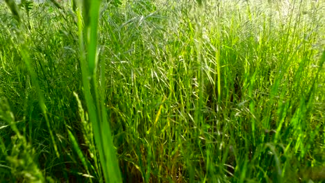 joven, verde, hierba exuberante en los rayos de la puesta de sol. caminando por el prado verde.