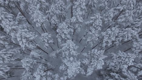 snow covered coniferous forest during snowy winter