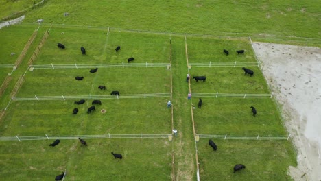 Statische-Luftaufnahme-Von-Menschen,-Die-Black-Angus-Rinder-Vor-Einer-Auktion-Betrachten-[4k