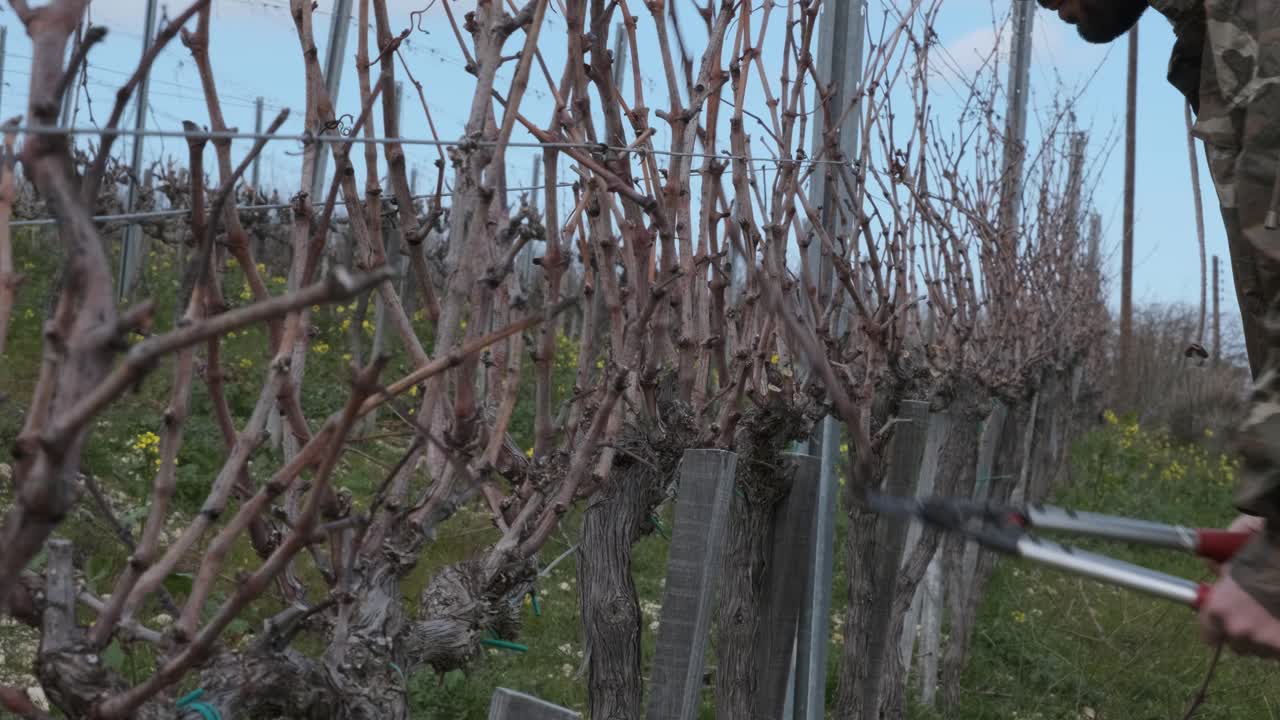 포도원 일꾼은 봄 성장을 준비하기 위해 겨울 동안 마른 포도나무를 가지치기합니다