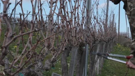 Un-Trabajador-De-La-Viña-Poda-Las-Vides-Secas-Durante-El-Invierno-Para-Prepararse-Para-El-Crecimiento-De-La-Primavera