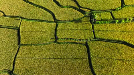 Trabajador-Agrícola-Cultiva-El-Campo---Persona-Irreconocible