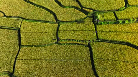 trabajador agrícola cultiva el campo - persona irreconocible