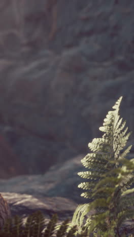 close up of a fern plant in a natural setting