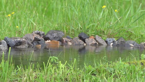 raindrops falling in the water of a pond