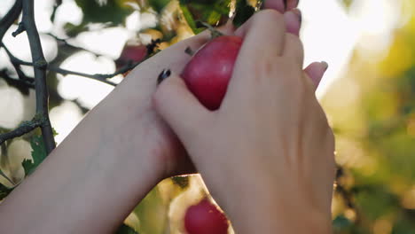 Weibliche-Hände-Pflücken-Einen-Schönen-Roten-Apfel-Von-Einem-Ast