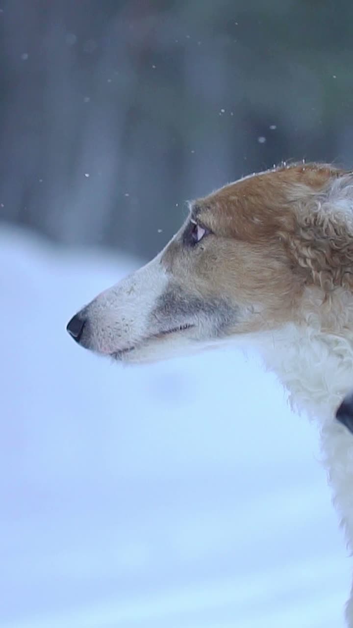 Two Borzoi Dogs in the Snow