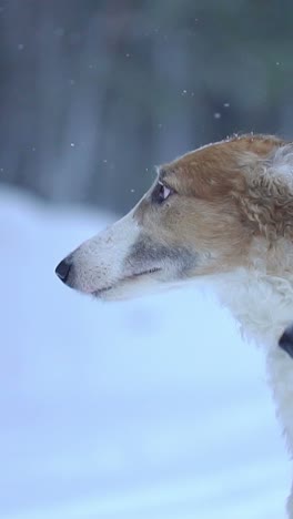 Two Borzoi Dogs in the Snow