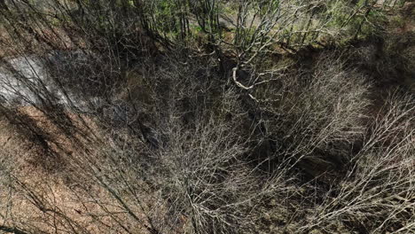 aerial shot of bell slough state wildlife area, leafless trees in winter, arkansas