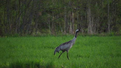 Grulla-Común-Caminando-En-La-Hierba-Cerca-Del-Parque-Forestal