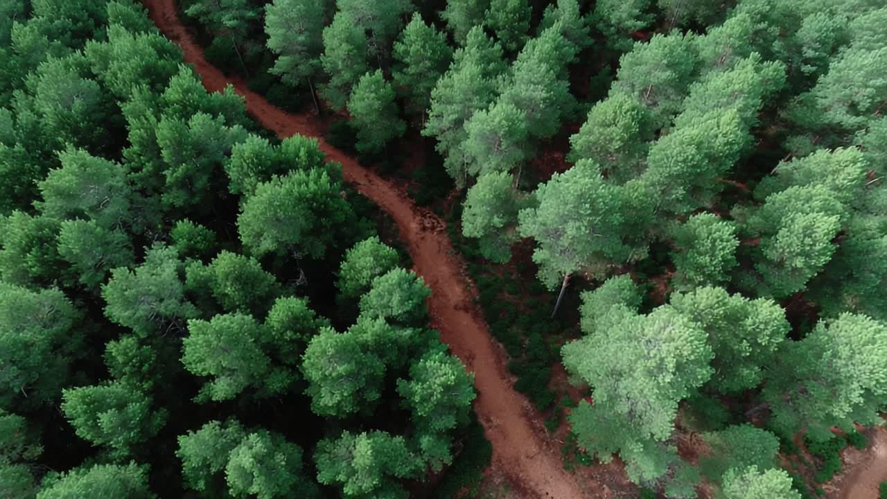 Aerial View of Lush Green Pine Forest with Winding Dirt Path: Nature's Scenic Tranquility Captured from Above
