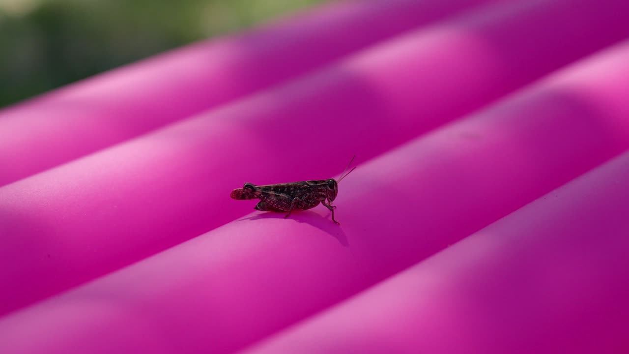 Grasshopper resting on a bright pink surface at Lake Balaton