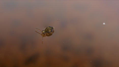 cute globular springtail on water