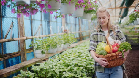 female farmer with harvested vegetables in greenhouse