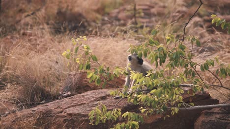 Vervet-monkeys-fighting-on-rock-in-african-savannah,-one-jumping-away