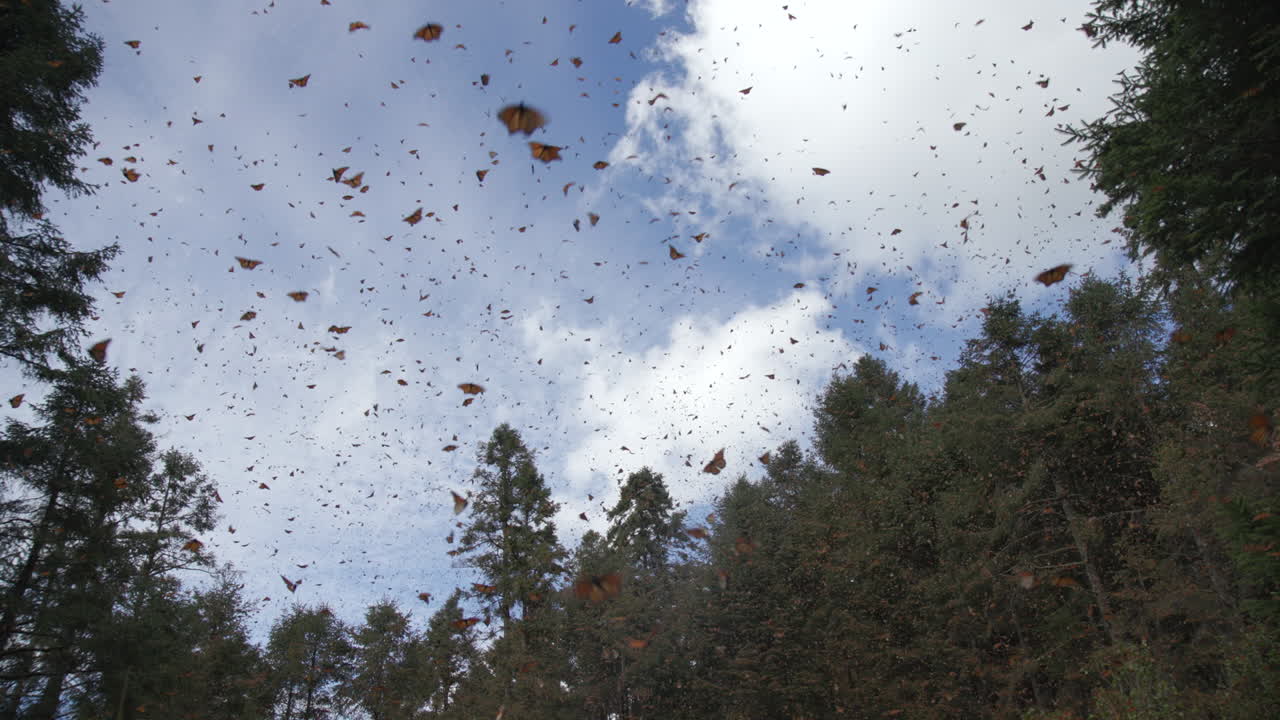 멕시코 의 모나크 나비 보호 구역 에서 공중 을 날아다니는 수천 마리의 모나크 나비