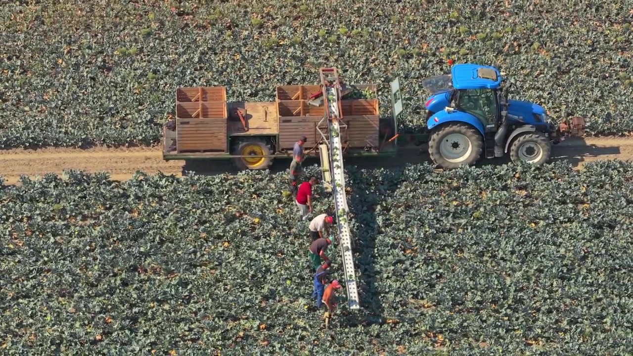 Lavoratori agricoli che raccolgono broccoli nel campo con trattore e nastro trasportatore