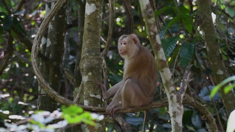 El-Macaco-De-Cola-De-Cerdo-Del-Norte-Es-Un-Primate-Que-Se-Encuentra-Comúnmente-En-El-Parque-Nacional-De-Khao-Yai,-Aunque-Es-Una-Especie-Vulnerable