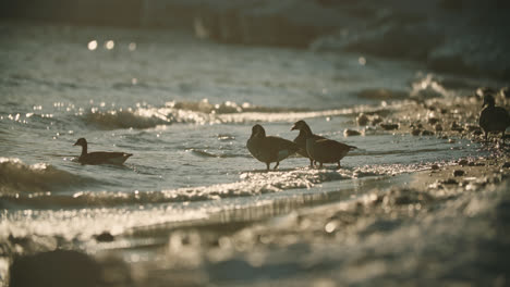 canadian geese silhouette walking into stormy beach waves during summer sunset