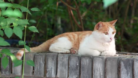 orange cat resting and sleeping on the windowsill