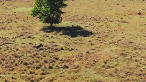 Drone-aerial-of-a-lone-Zebra-standing-in-the-shade-of-tree-in-the-wild