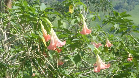 las trompetas rosadas de los ángeles florecen vibrantemente en la exuberante vegetación bajo un cielo soleado y brillante.