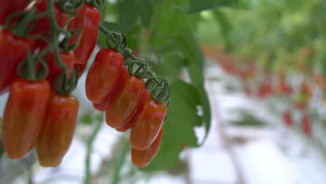 maduro para recoger tomates rojos
