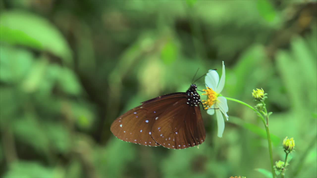 Farfalla corvo macchiata di blu (Euploea midamus) che si nutre di Bidens pilosa, appartenente al genere Bidens