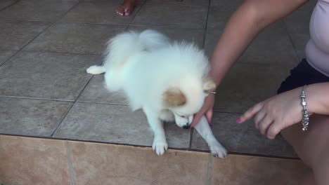 Mujer-De-Mediana-Edad-Planeando-Con-Un-Perro-Pomeraniano-En-Los-Escalones-De-La-Casa,-Un-Lindo-Perro-Blanco-Esponjoso,-Mordiendo-La-Mano