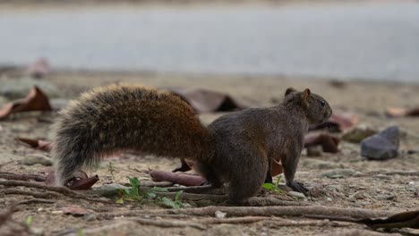 little agile pallas's squirrel spotted on the ground of daan forest park in taipei, taiwan, close up shot