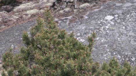 Close-up-of-coniferous-forest-in-Finland