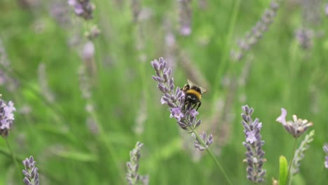 Slowmo---Abejorro-Recogiendo-Polen-De-Flor-De-Lavanda