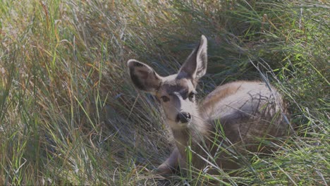 alert mule deer fawn laying in tall grass, looks to camera right for danger, close up view