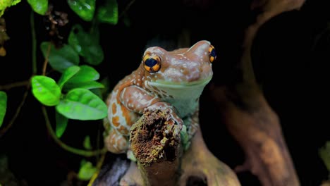 A-breathing-frog-with-special-yellow-eyes-sits-on-a-branch