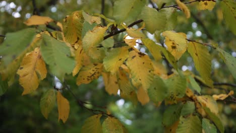 Mano-Tirando-Una-Hoja-Del-árbol