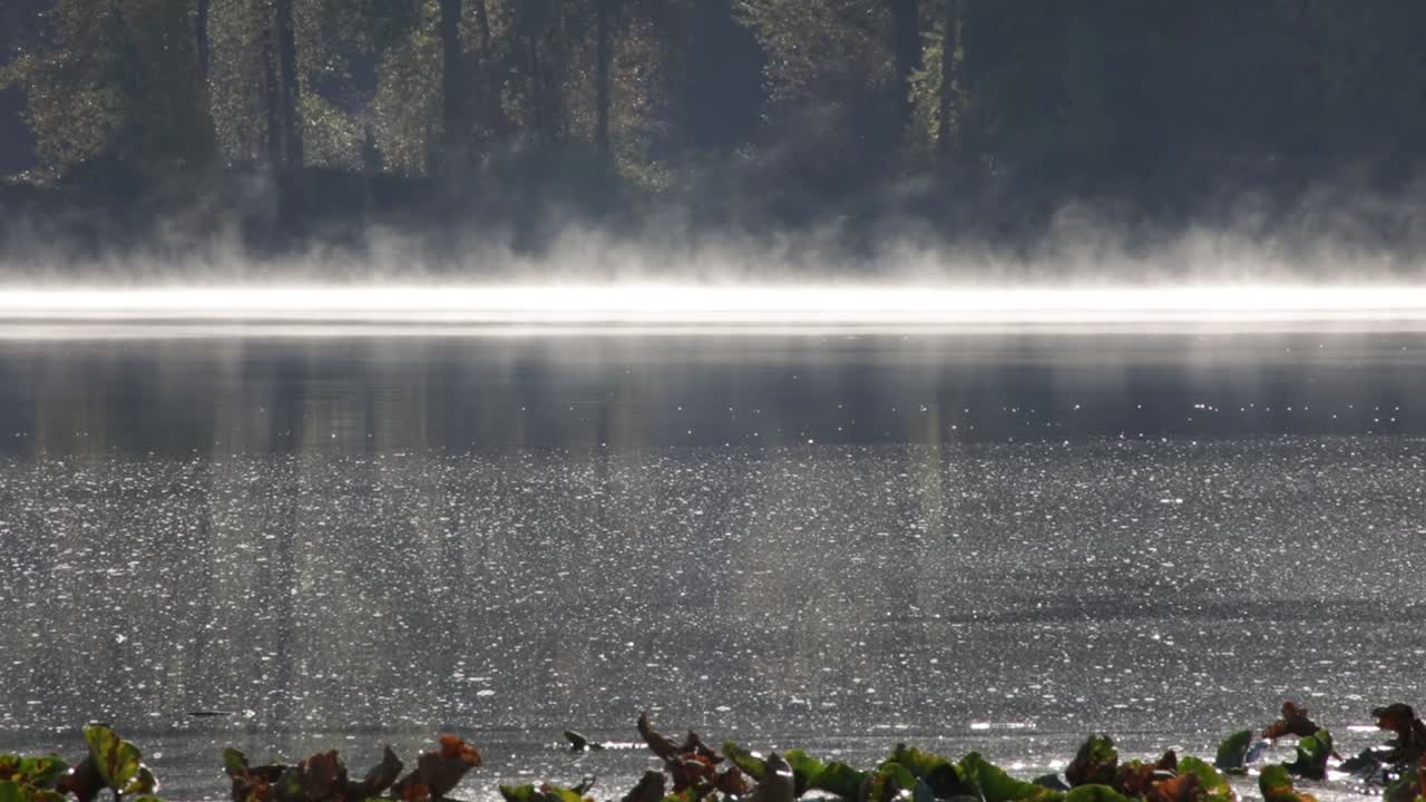 White mist floating above the lake surface with forest trees in the background - static shot