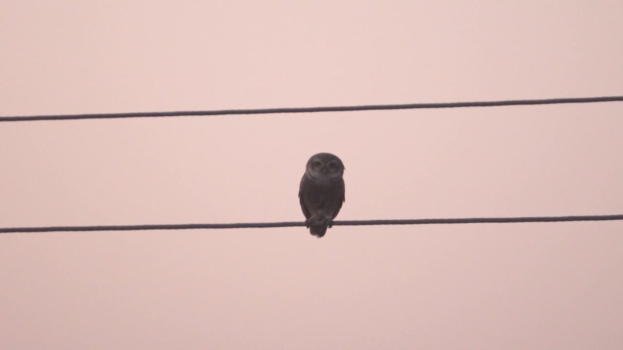 Civetta maculata o Athene brama che riposa su una linea elettrica durante la sera in un'area urbana dell'India settentrionale