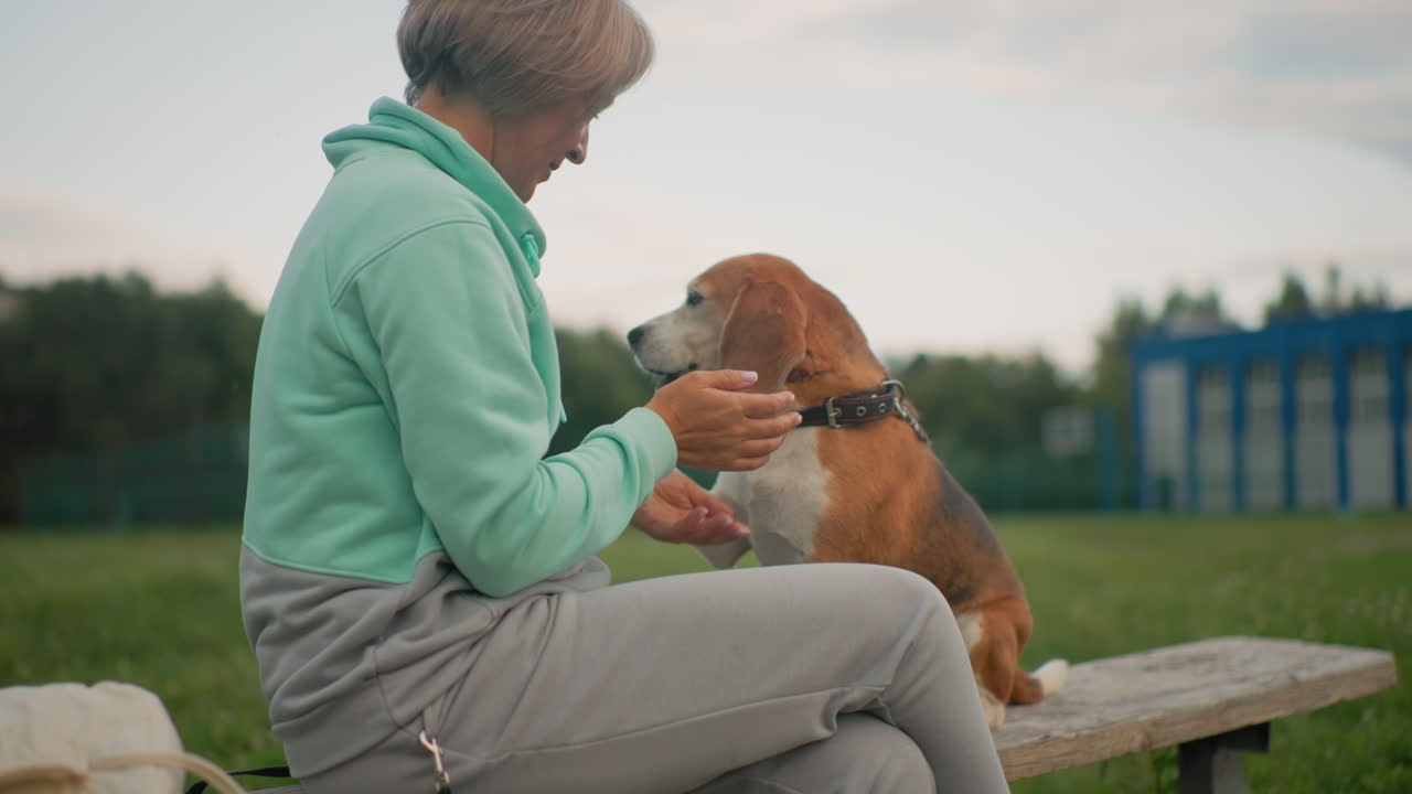 Canine behaviorist seated outdoors rewards loyal beagle with treat and gentle body taps during training session on green field near school, strengthening trust and communication