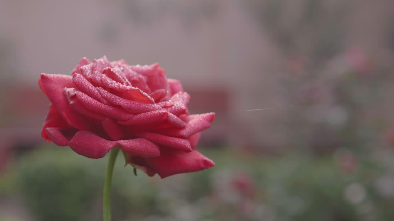 Rose di vari colori sono sbocciate nel giardino