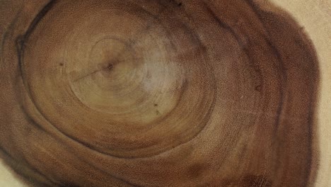 rings and texture of the old cross cut tree trunk. wooden tree section or tree stump for background and design. kitchenware table or interior design surface. forestry industry.