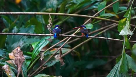 pájaros pescadores de orejas azules posados en ramas - de cerca