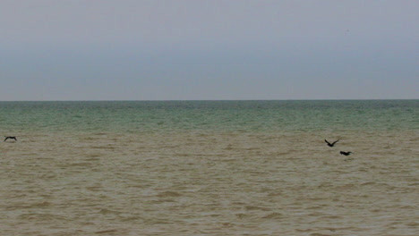 Pájaros-Volando-En-Cámara-Lenta-Sobre-Las-Suaves-Aguas-Verdes