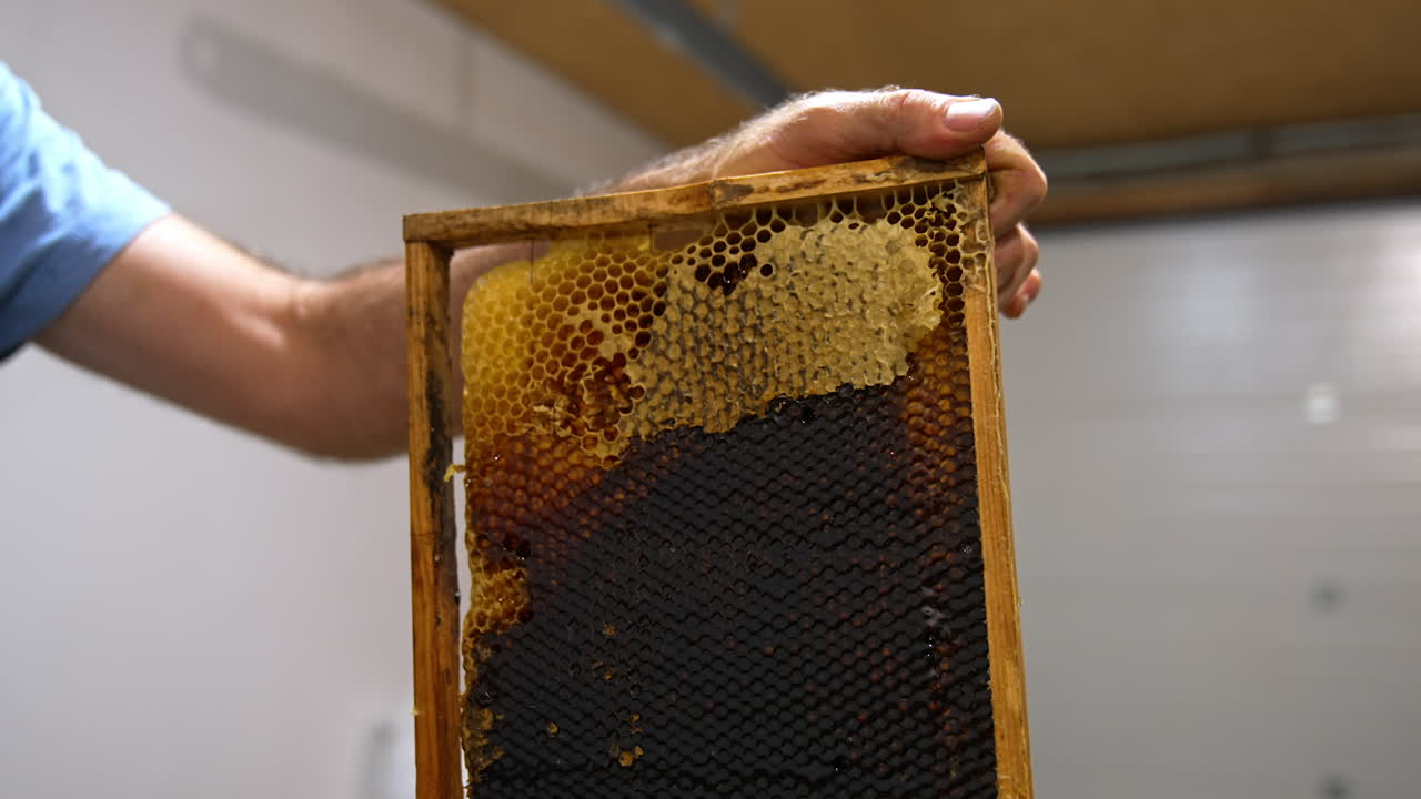 Frame with dark full honeycombs in the hands of male beekeeper. Man uses knife to open the cells of honey frame. Close up.