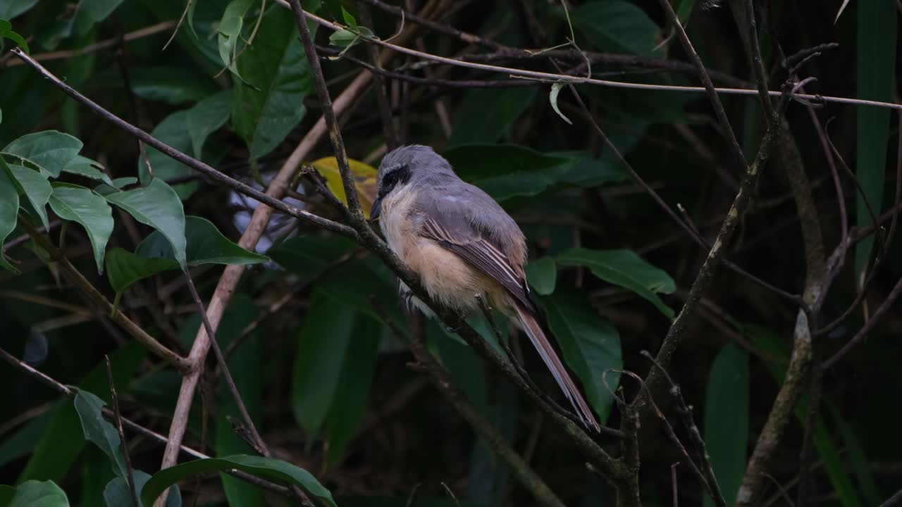 갈색 때까치, lanius cristatus, 카오야이 국립공원, 태국